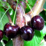 Саджанець Вишня Чорнокорка в контейнері